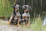 BEAUCERON - PUPPIES 103